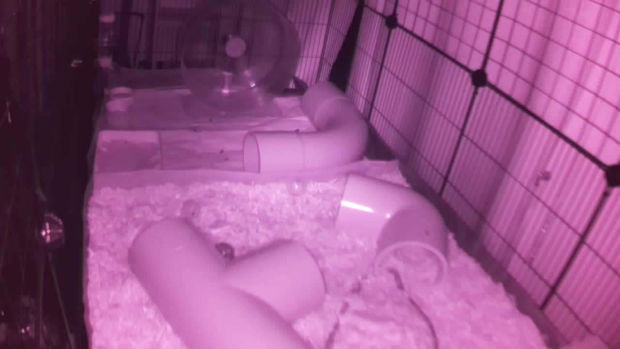 Hedgehog 20250819050903