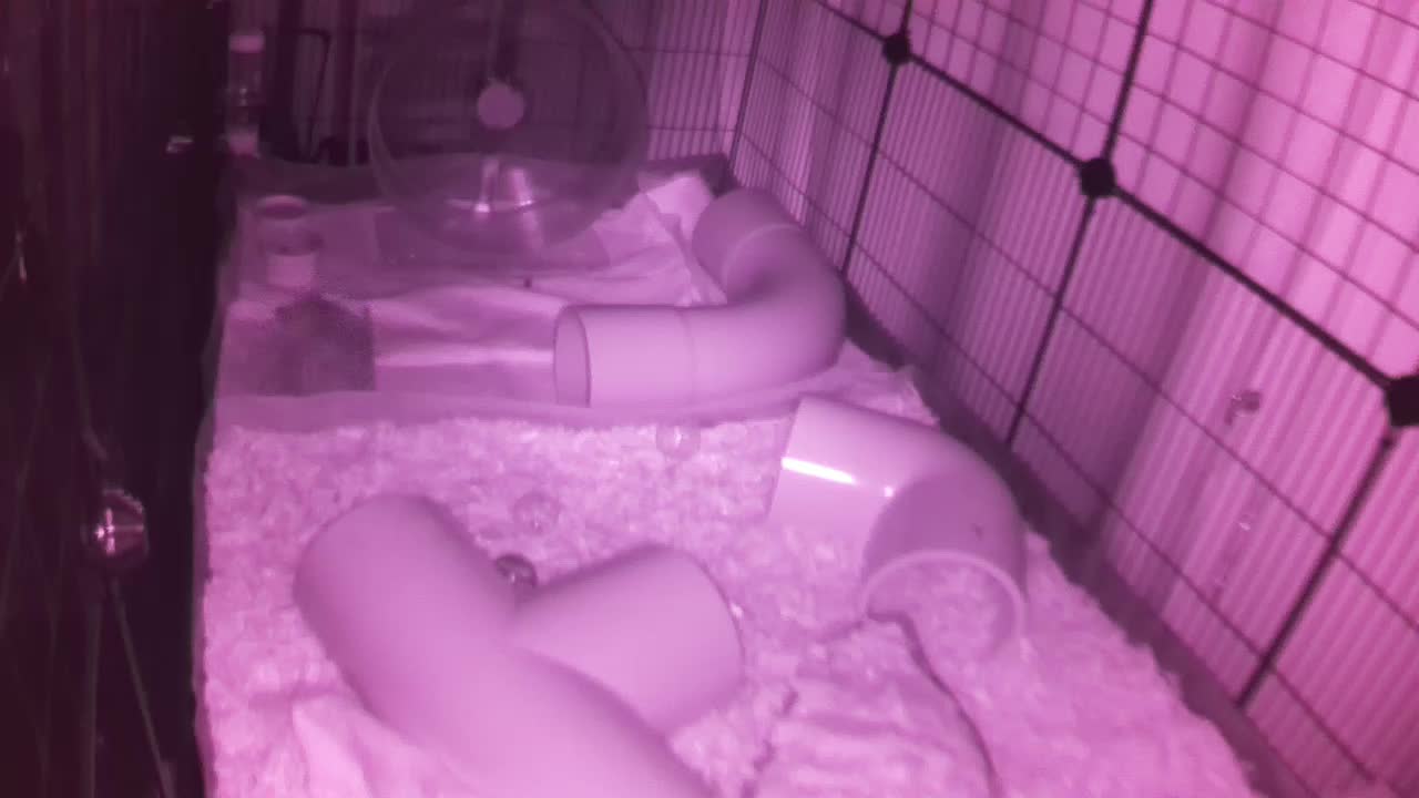 Hedgehog 20250820213703