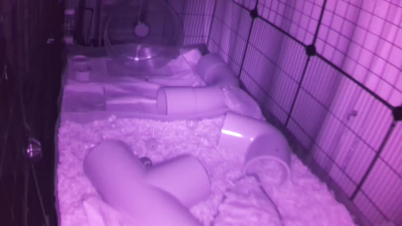 Hedgehog 20250820221158