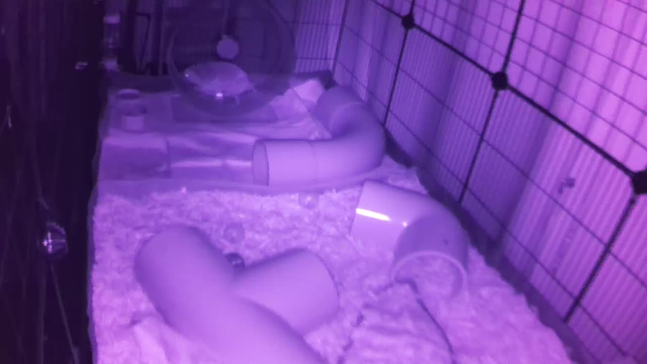 Hedgehog 20250820221704