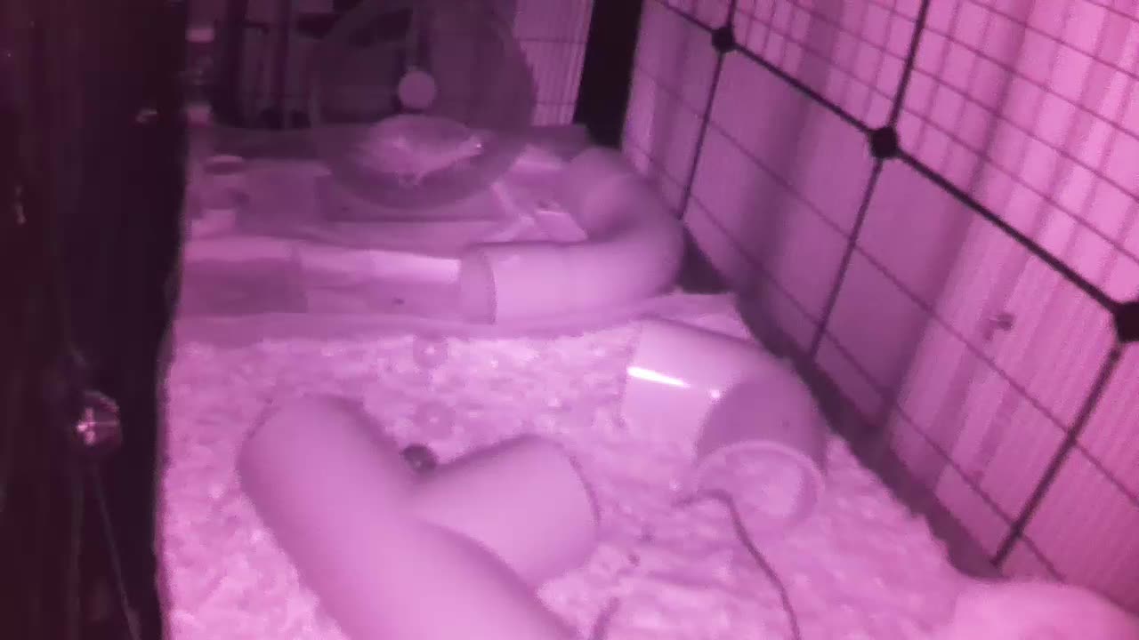 Hedgehog 20250821232522