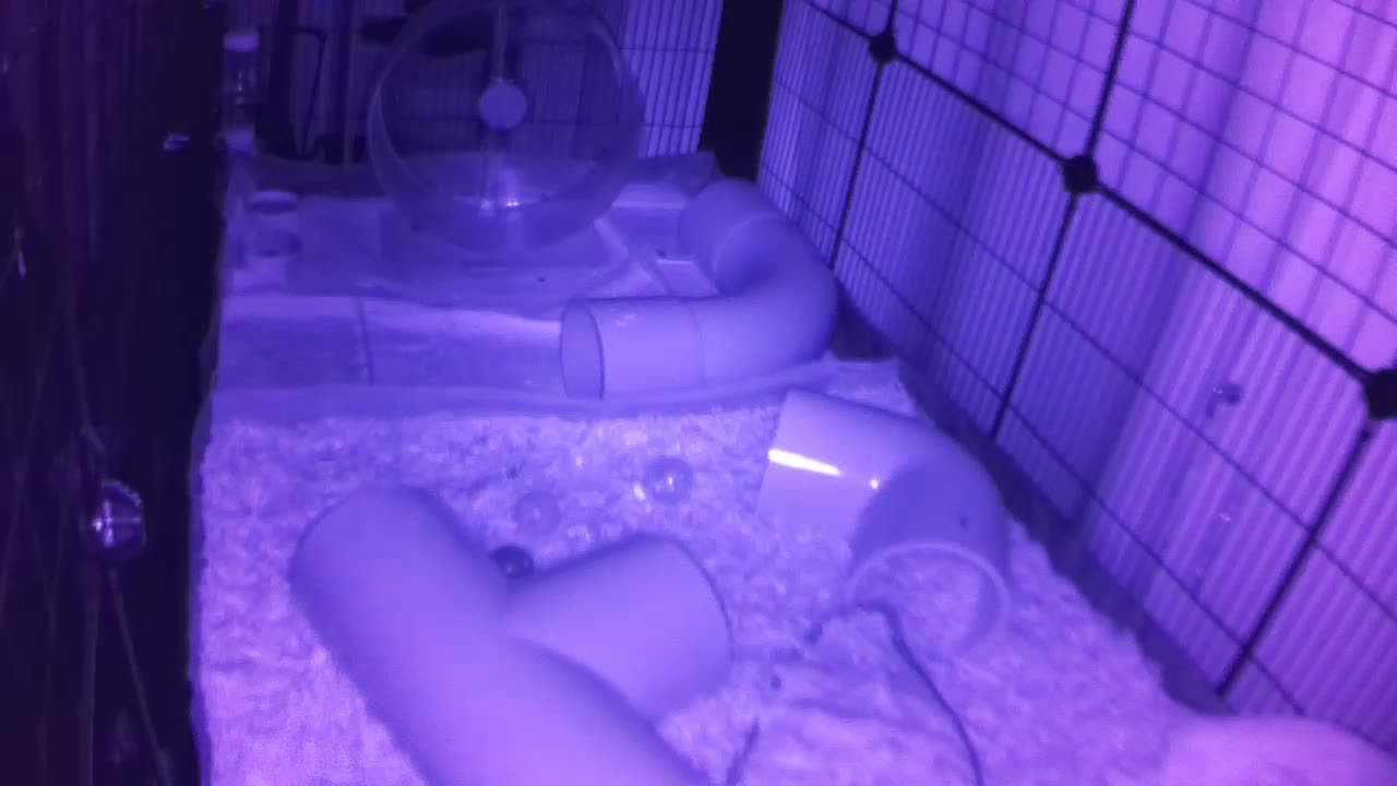 Hedgehog 20250822012346