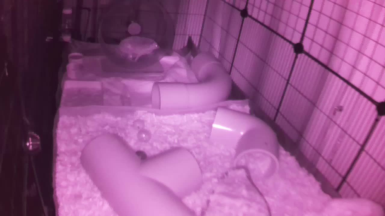 Hedgehog 20250823030925