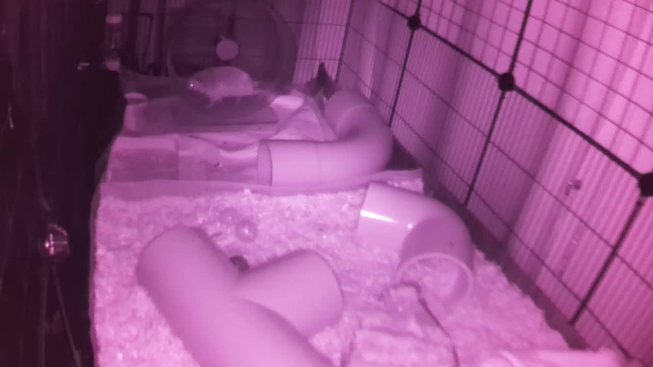 Hedgehog 20250823052528