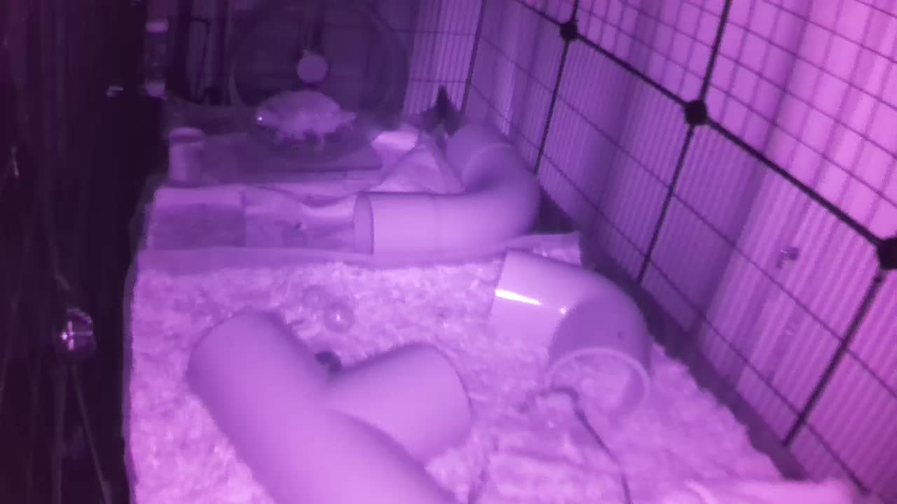 Hedgehog 20250823053145