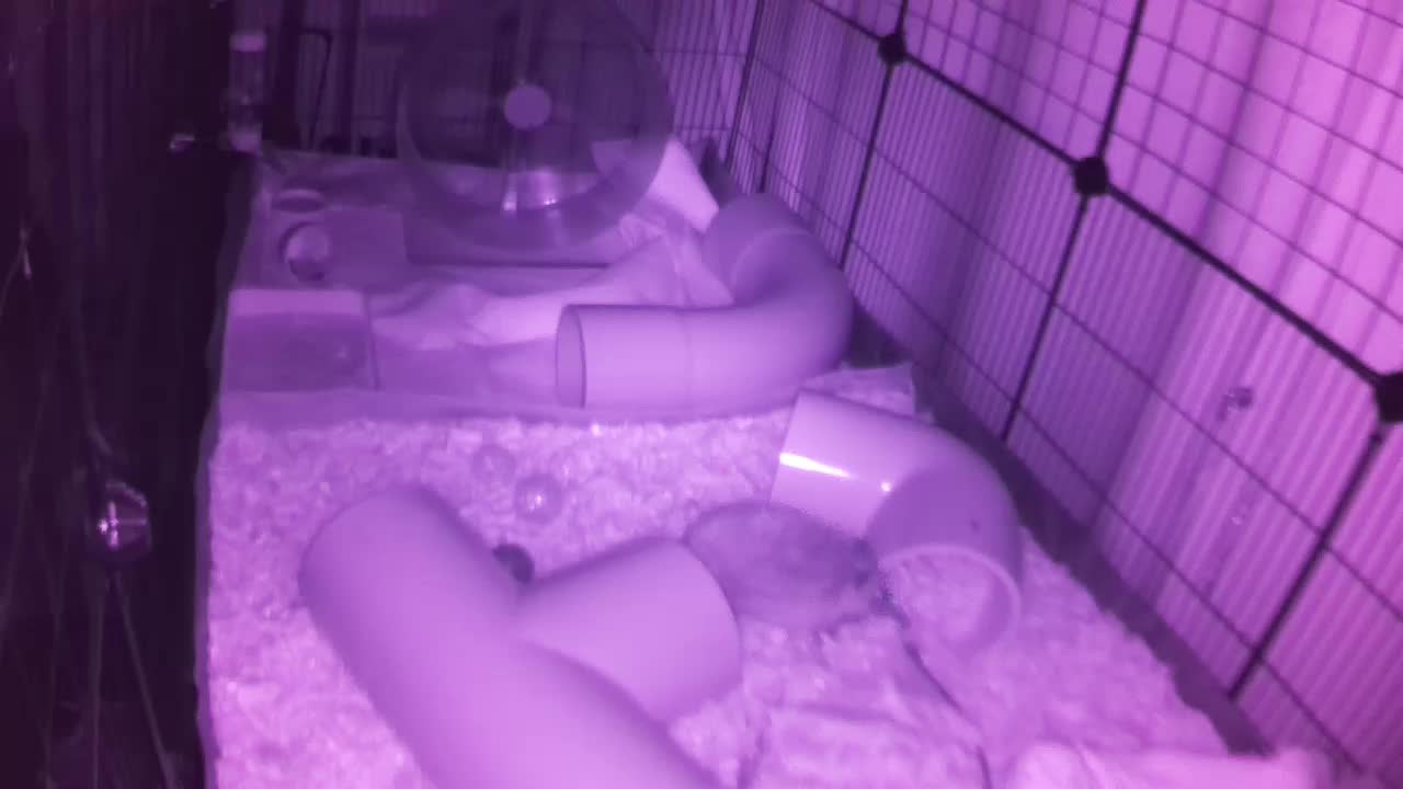 Hedgehog 20250823223815