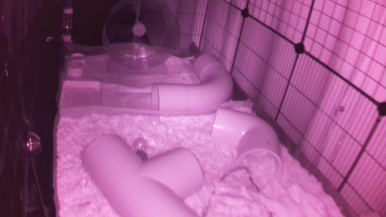 Hedgehog 20250825033155