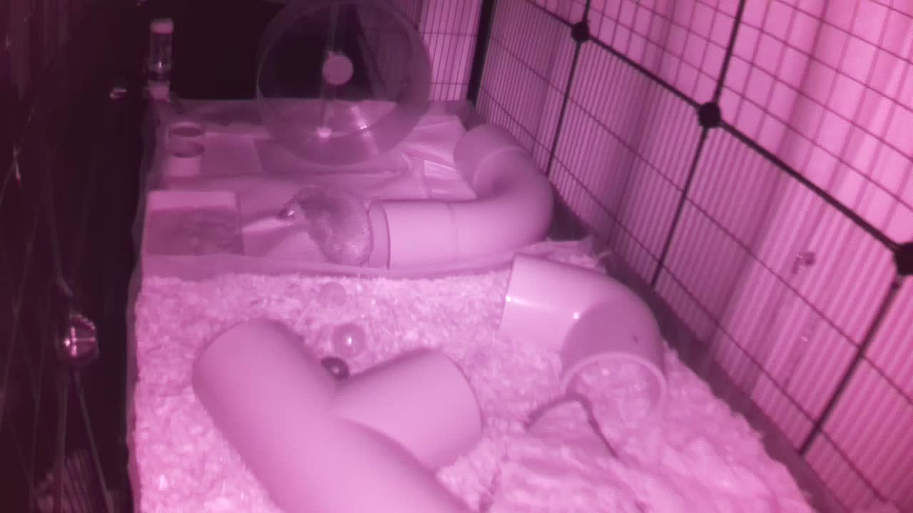 Hedgehog 20250825213847