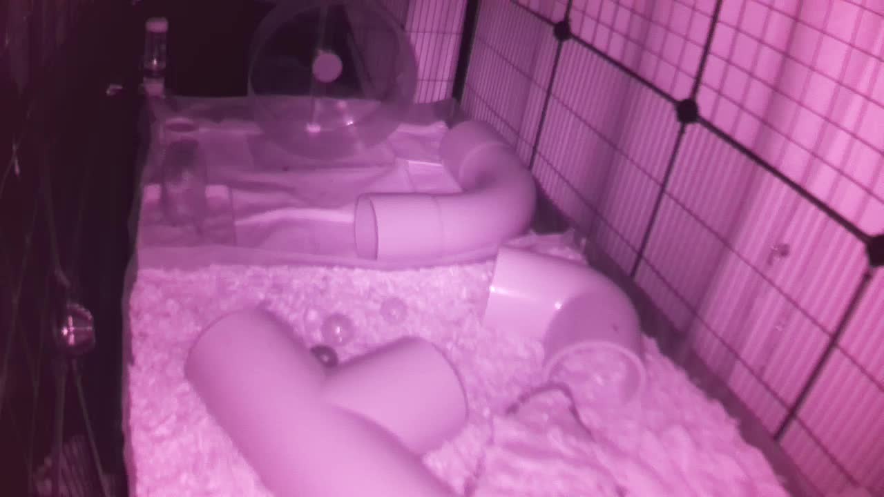 Hedgehog 20250825223725