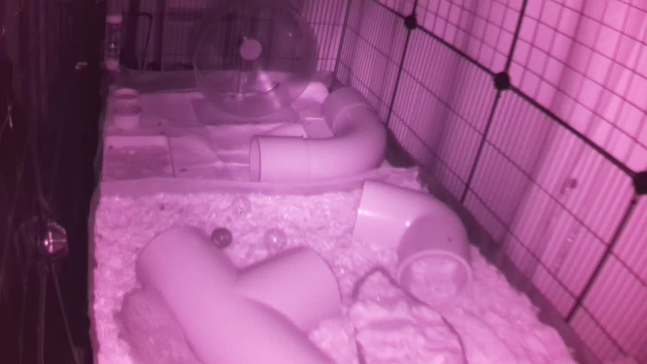 Hedgehog 20250828044143