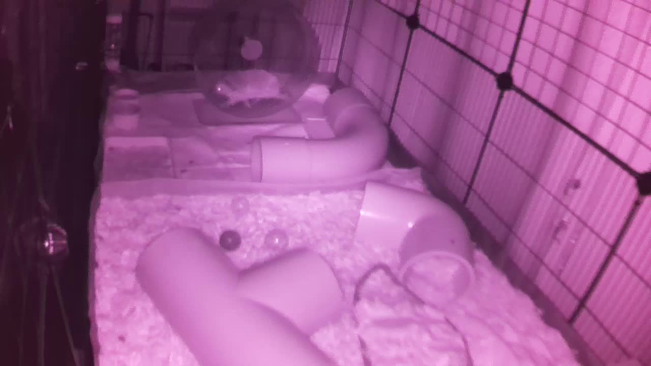 Hedgehog 20250828052942