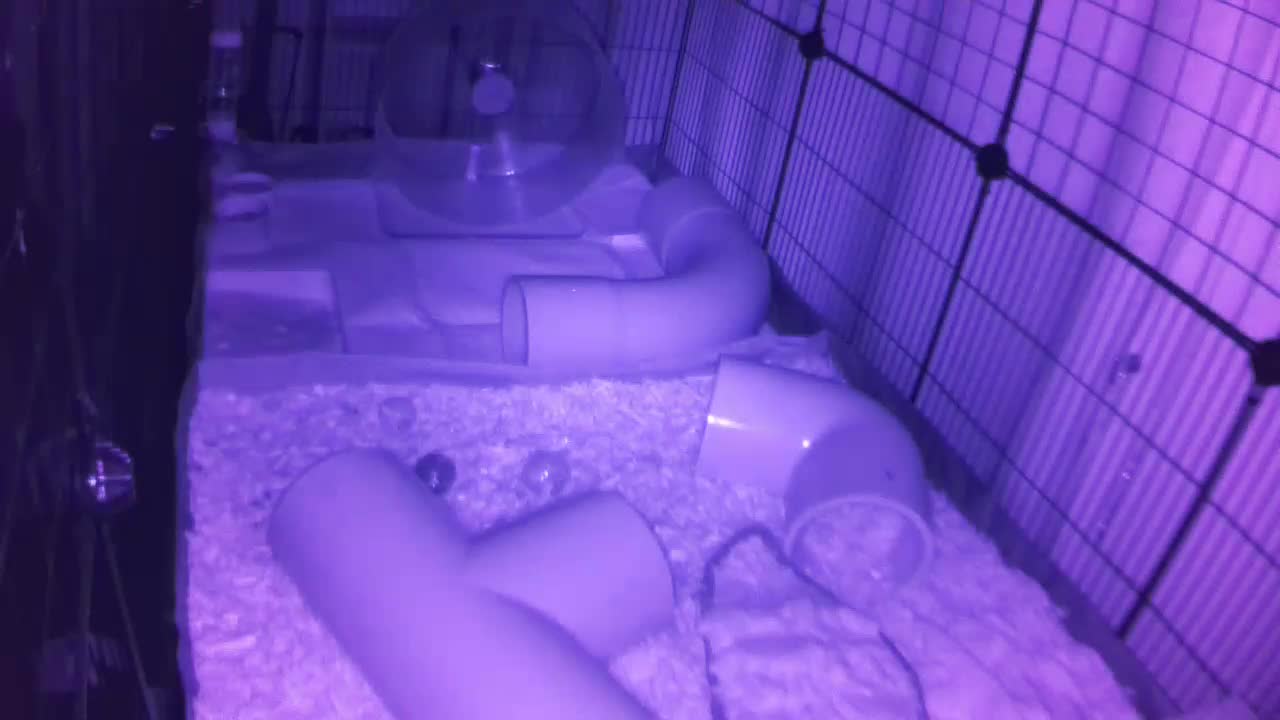 Hedgehog 20250828214810