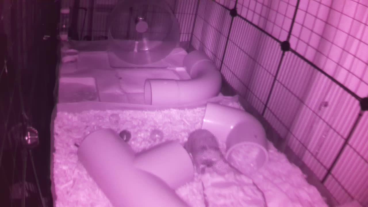 Hedgehog 20250828215958