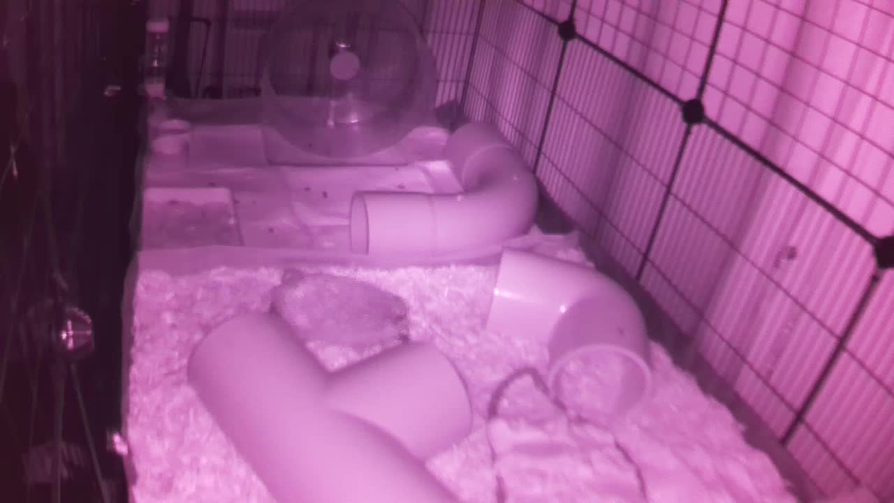 Hedgehog 20250829055659