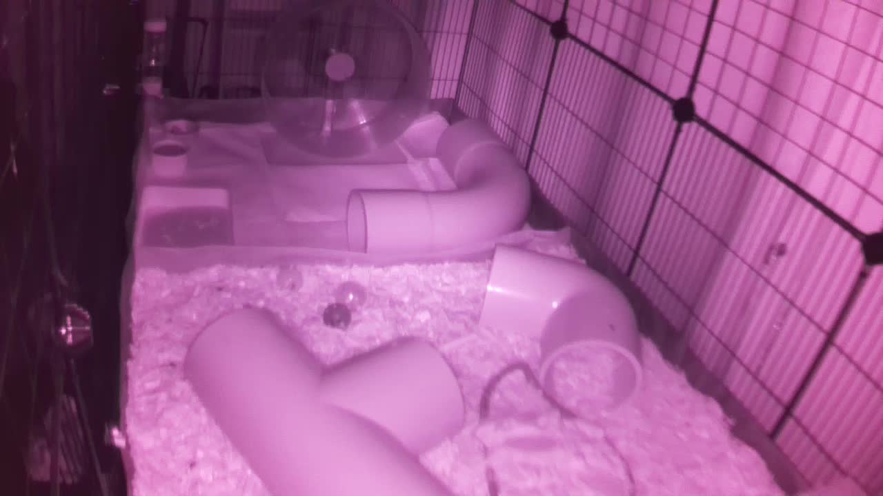 Hedgehog 20250829211404