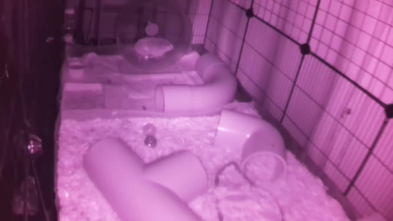 Hedgehog 20250830041403