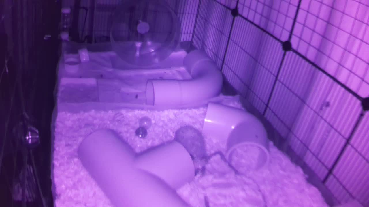 Hedgehog 20250830051736