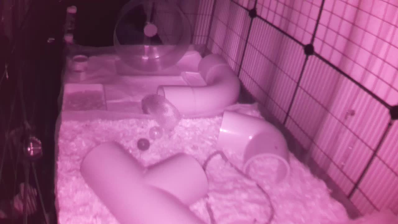 Hedgehog 20250830223447