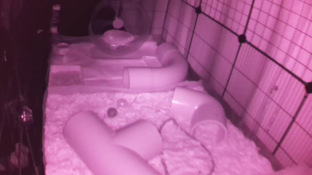 Hedgehog 20250830224023