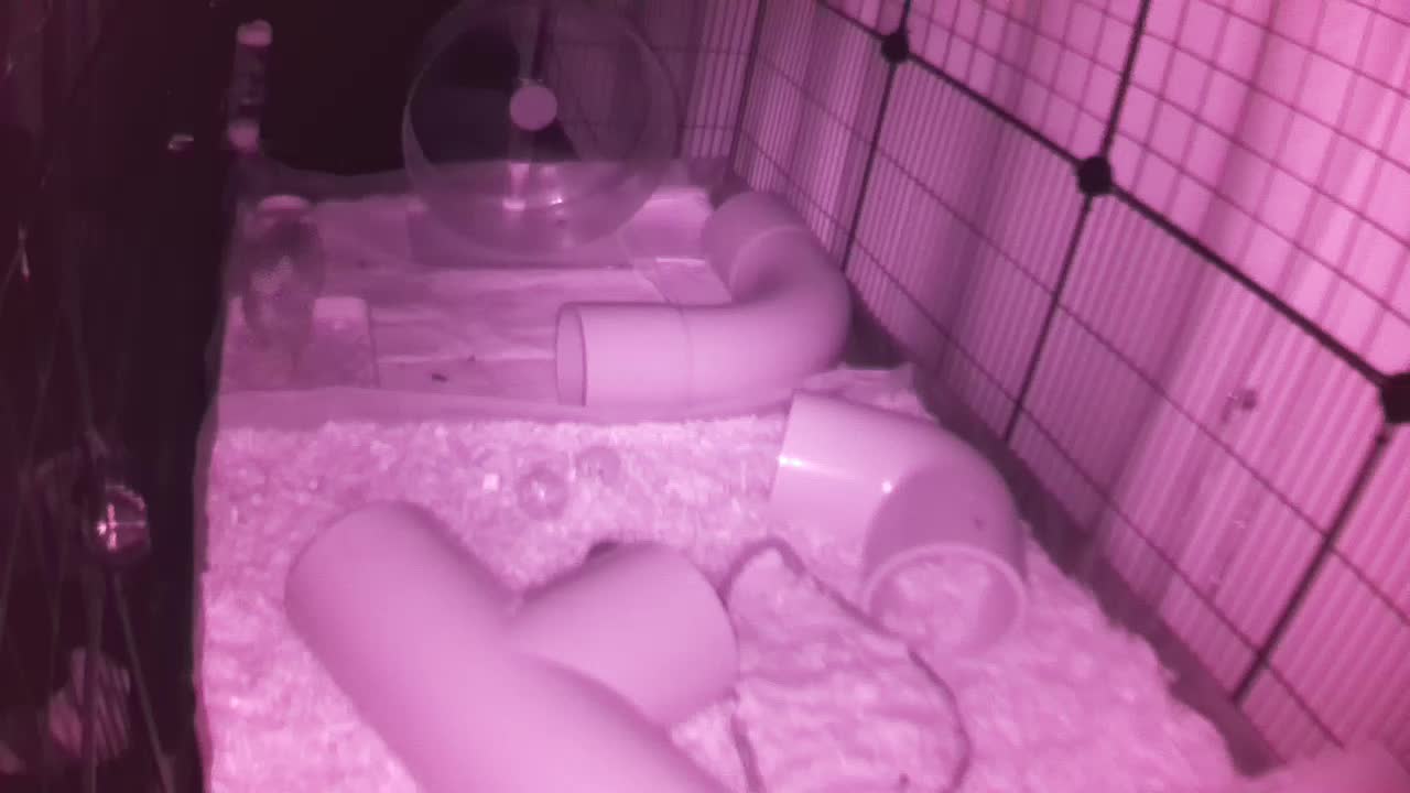 Hedgehog 20250831050808