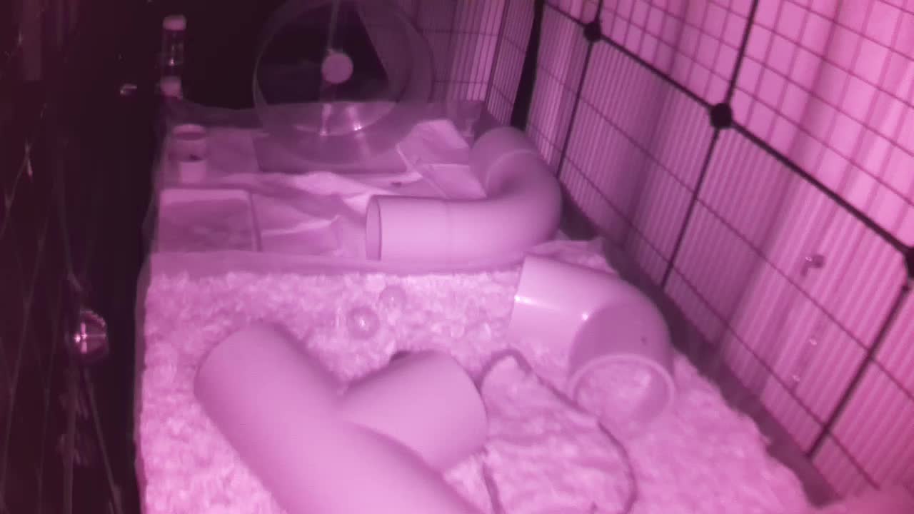 Hedgehog 20250831215230