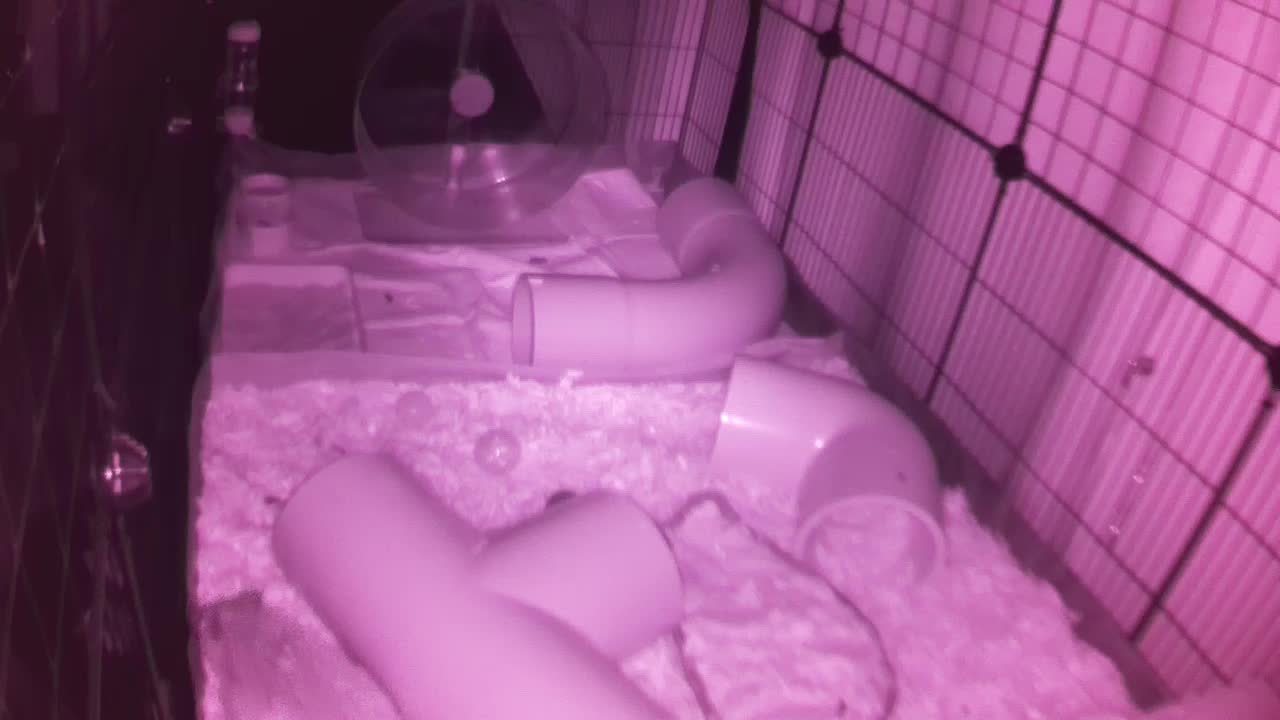 Hedgehog 20250901023927