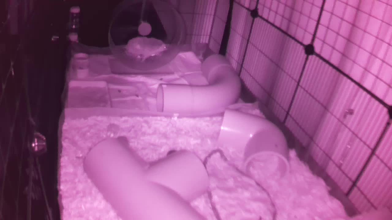 Hedgehog 20250901032147