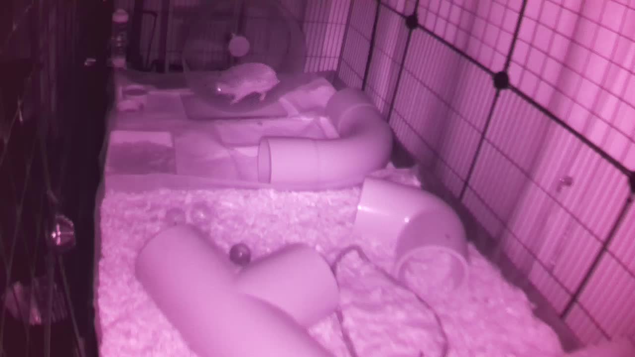 Hedgehog 20250901224250