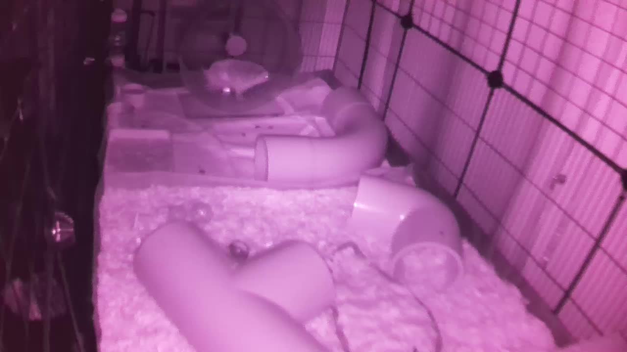 Hedgehog 20250902044223