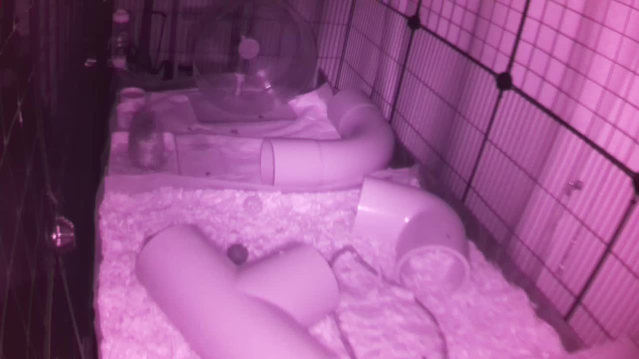 Hedgehog 20250903014420