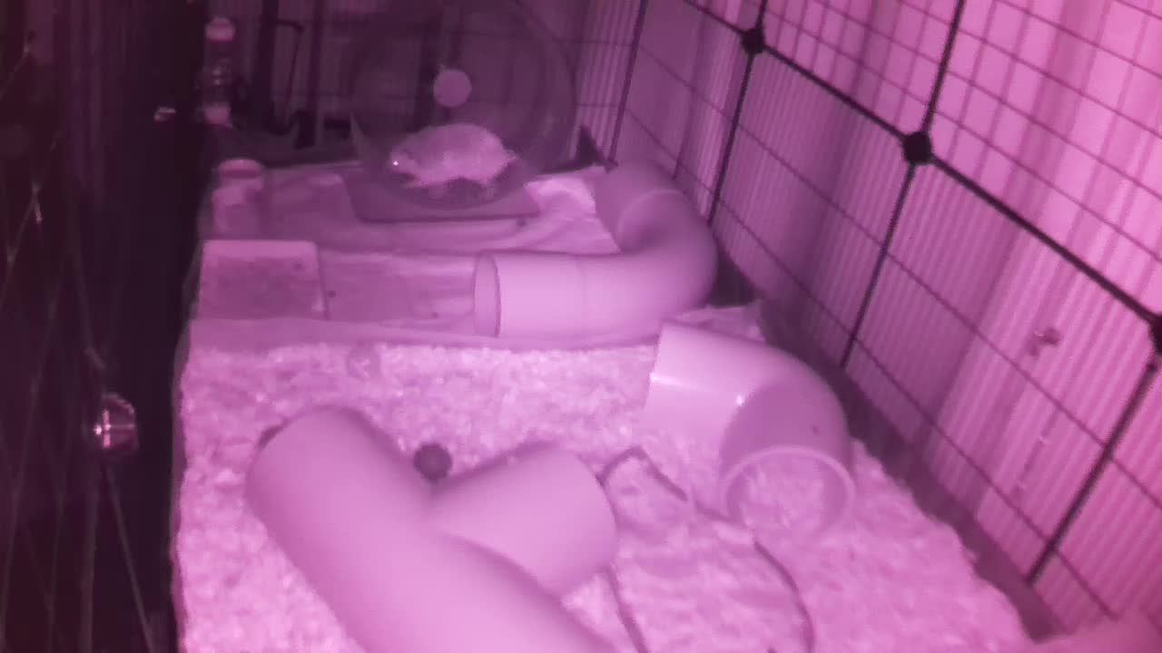 Hedgehog 20250903045257