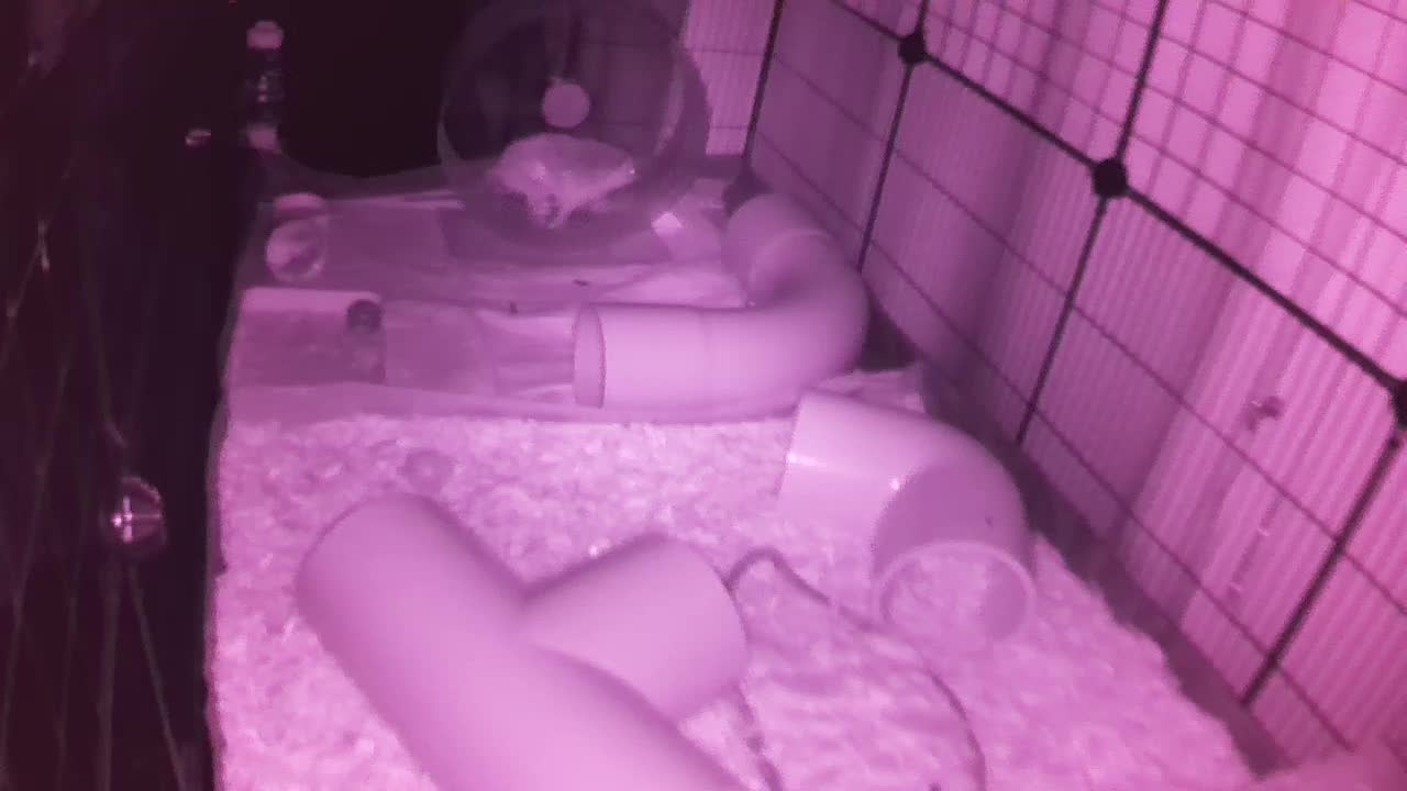 Hedgehog 20250904010615