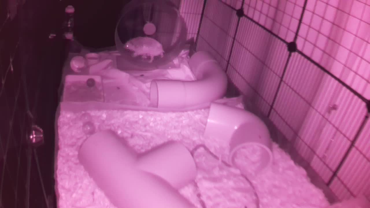 Hedgehog 20250904051304