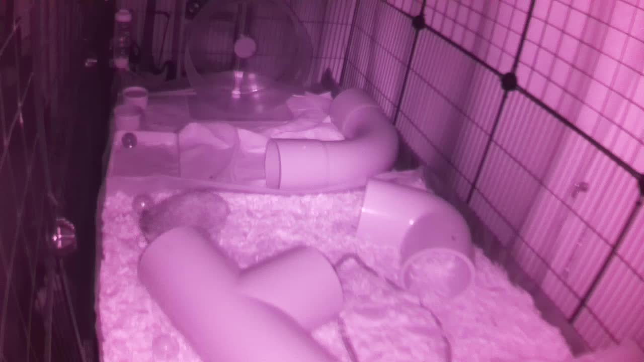 Hedgehog 20250906040201