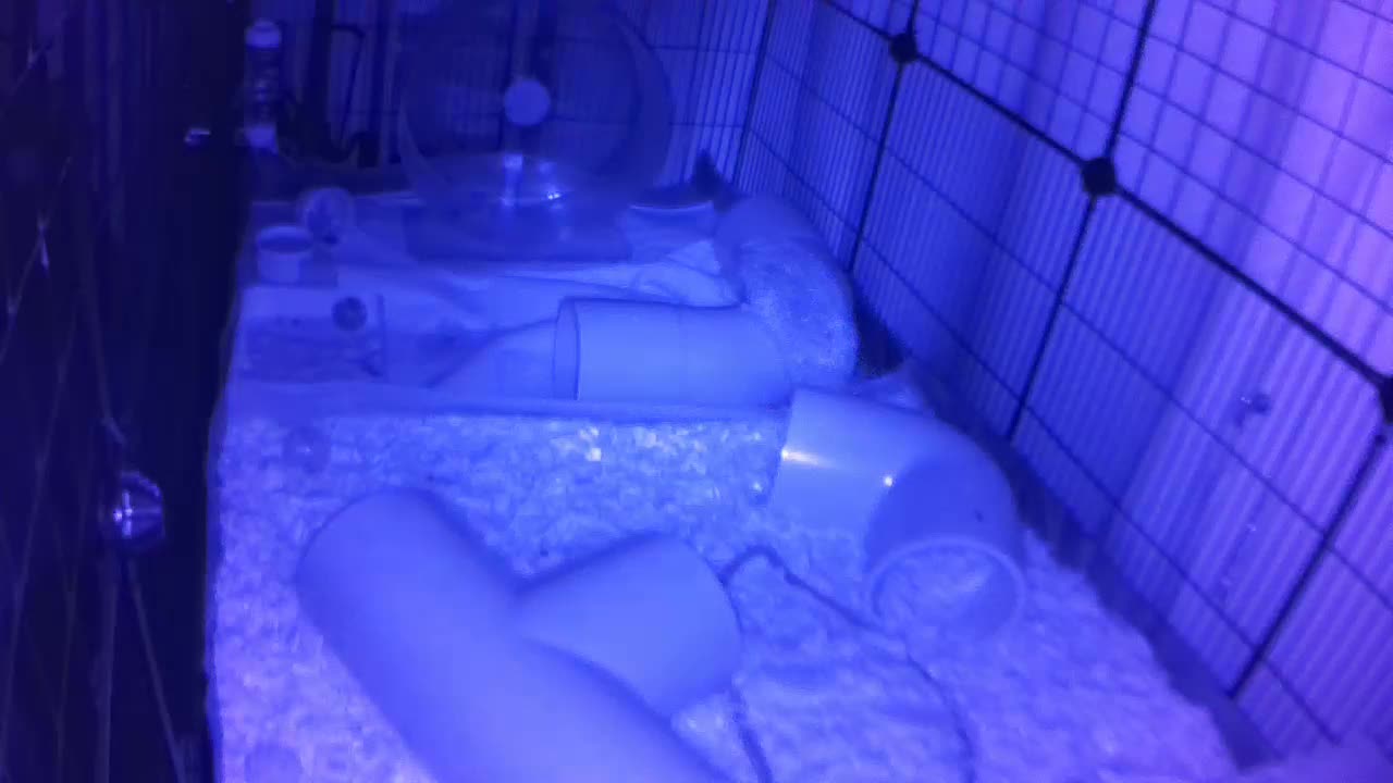 Hedgehog 20250906221531