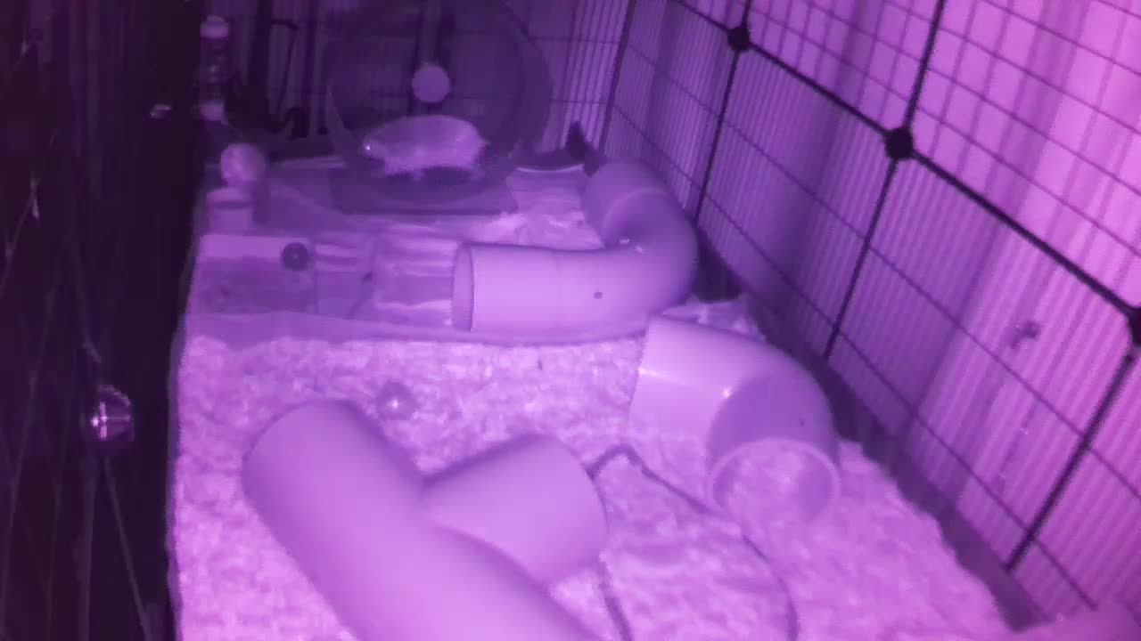 Hedgehog 20250907052702