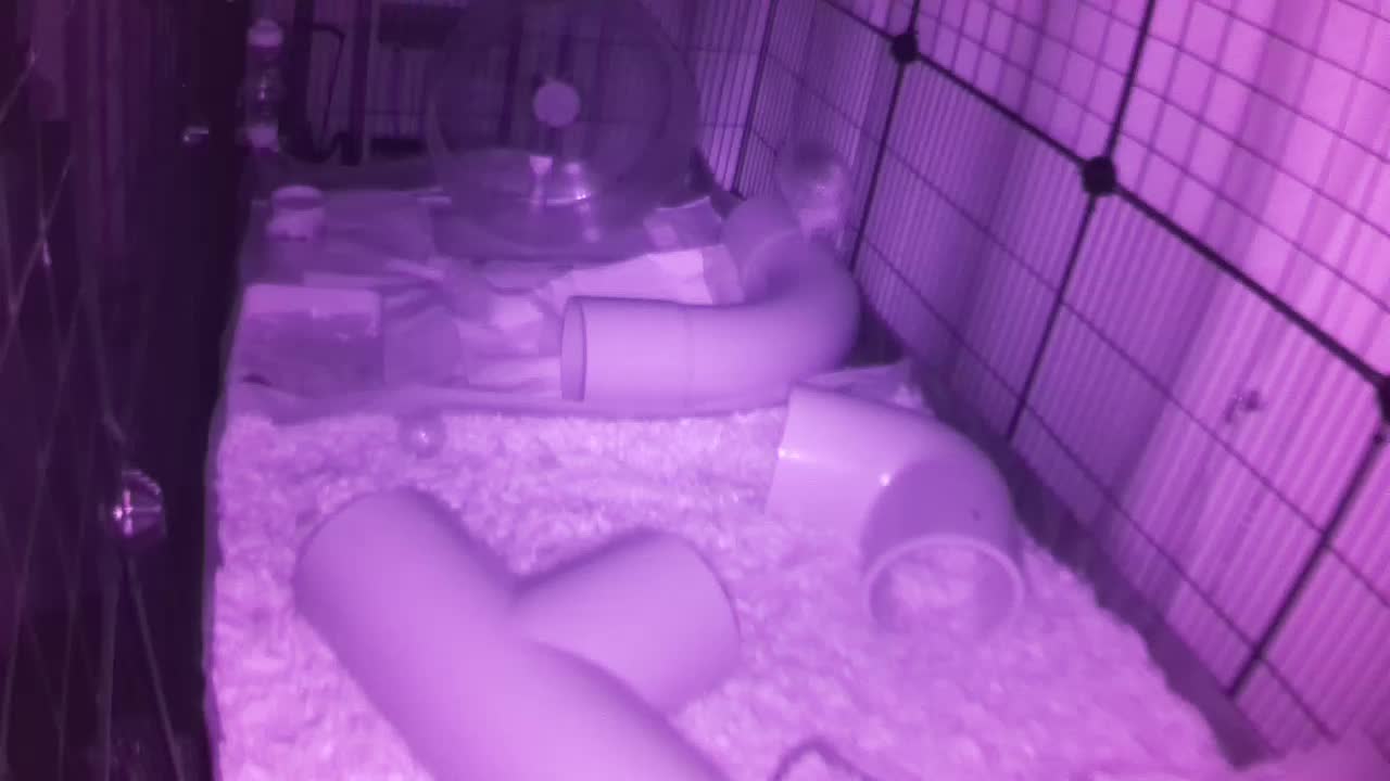 Hedgehog 20250908230709