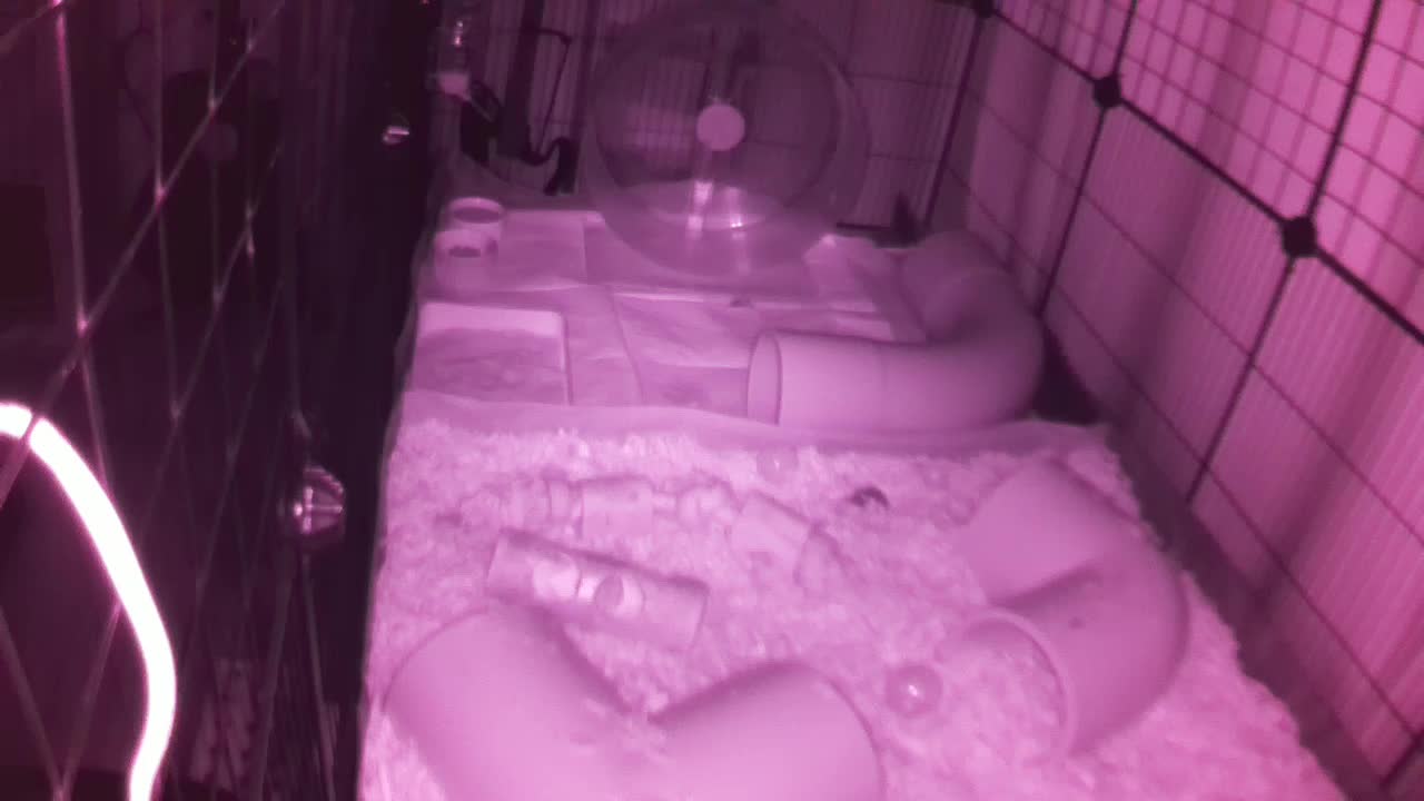 Hedgehog 20250909220652