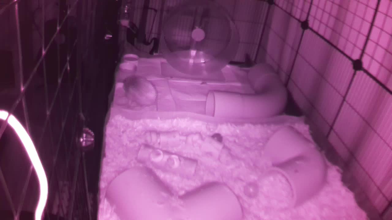 Hedgehog 20250910020018