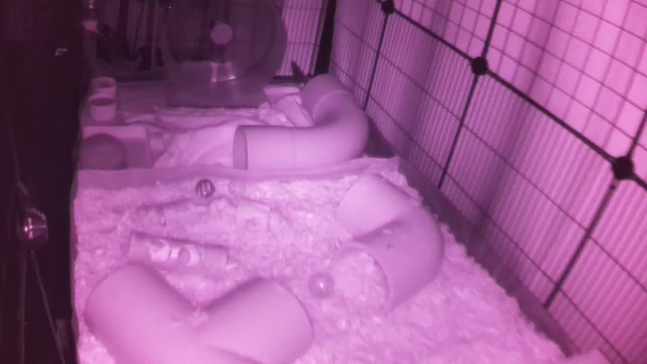 Hedgehog 20250910215739