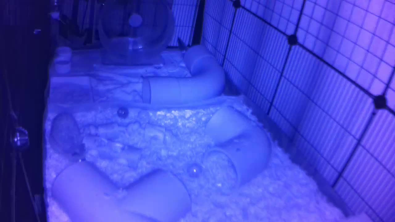 Hedgehog 20250911053904