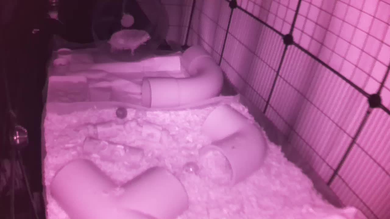 Hedgehog 20250911215710