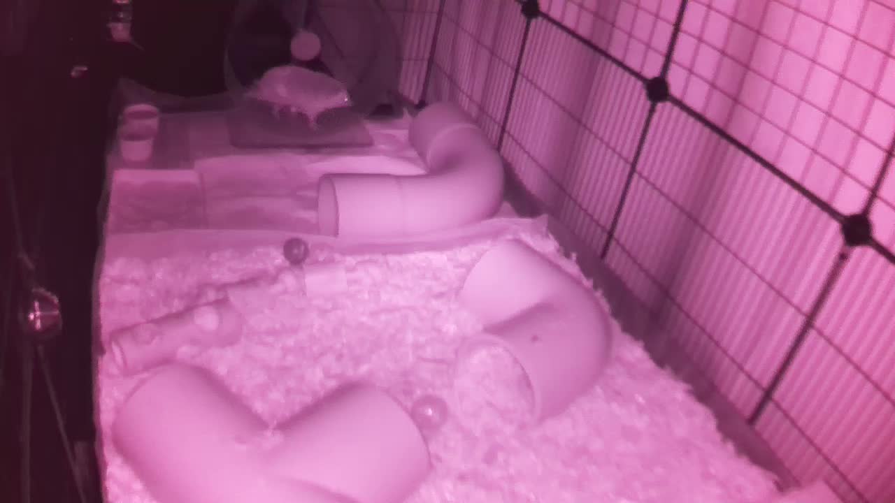 Hedgehog 20250912215742