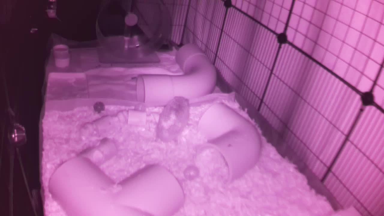 Hedgehog 20250913035123