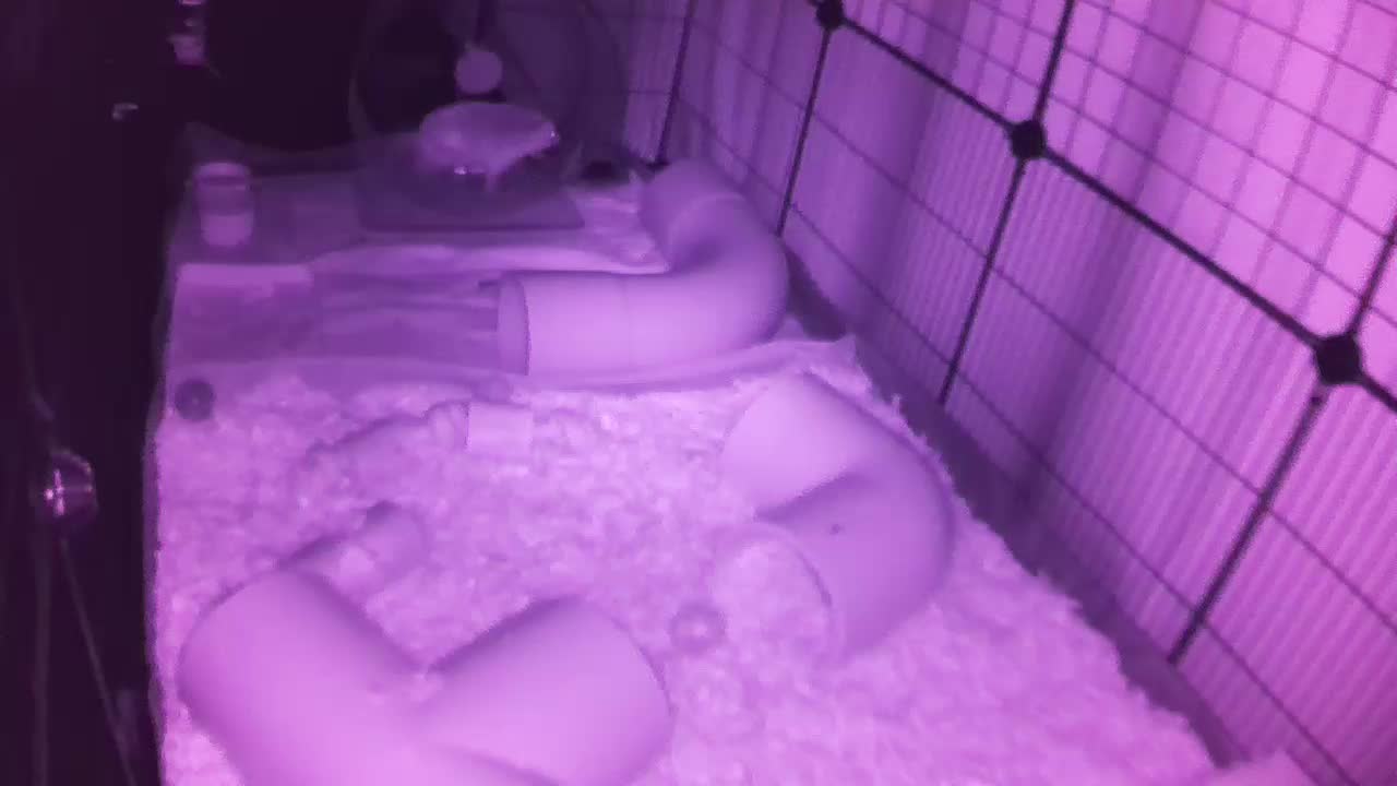 Hedgehog 20250913041040