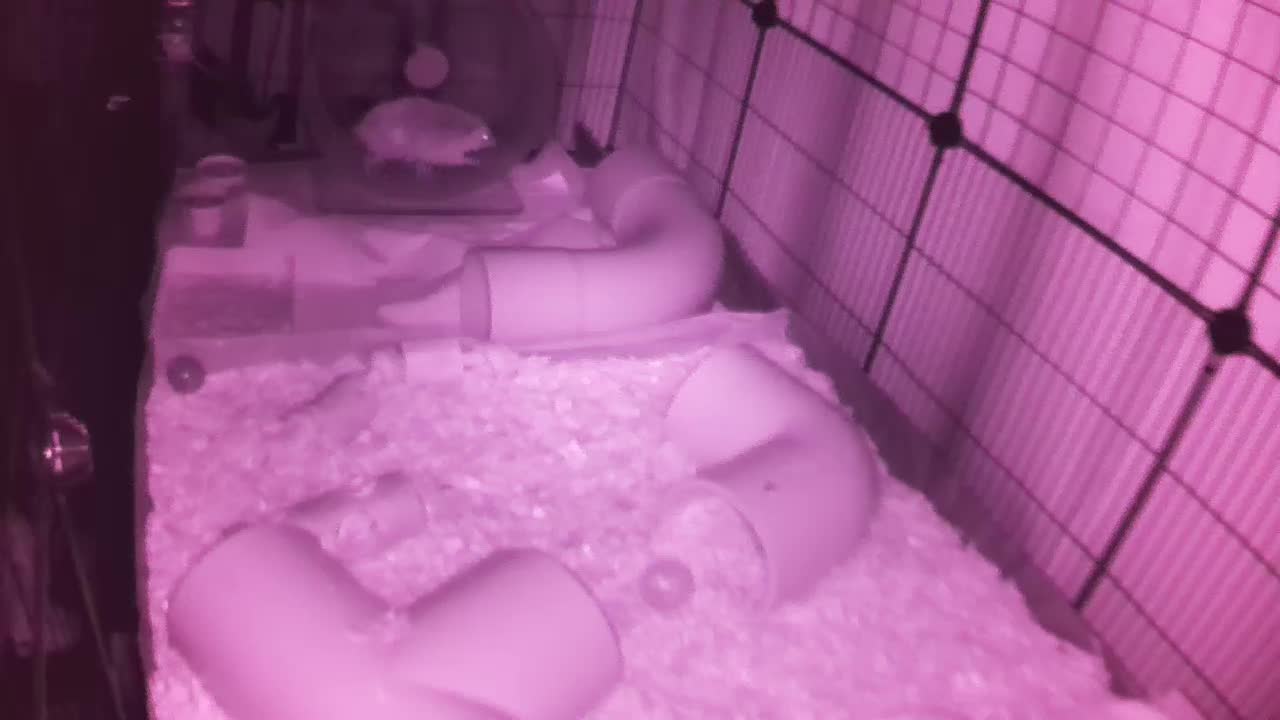 Hedgehog 20250913221403