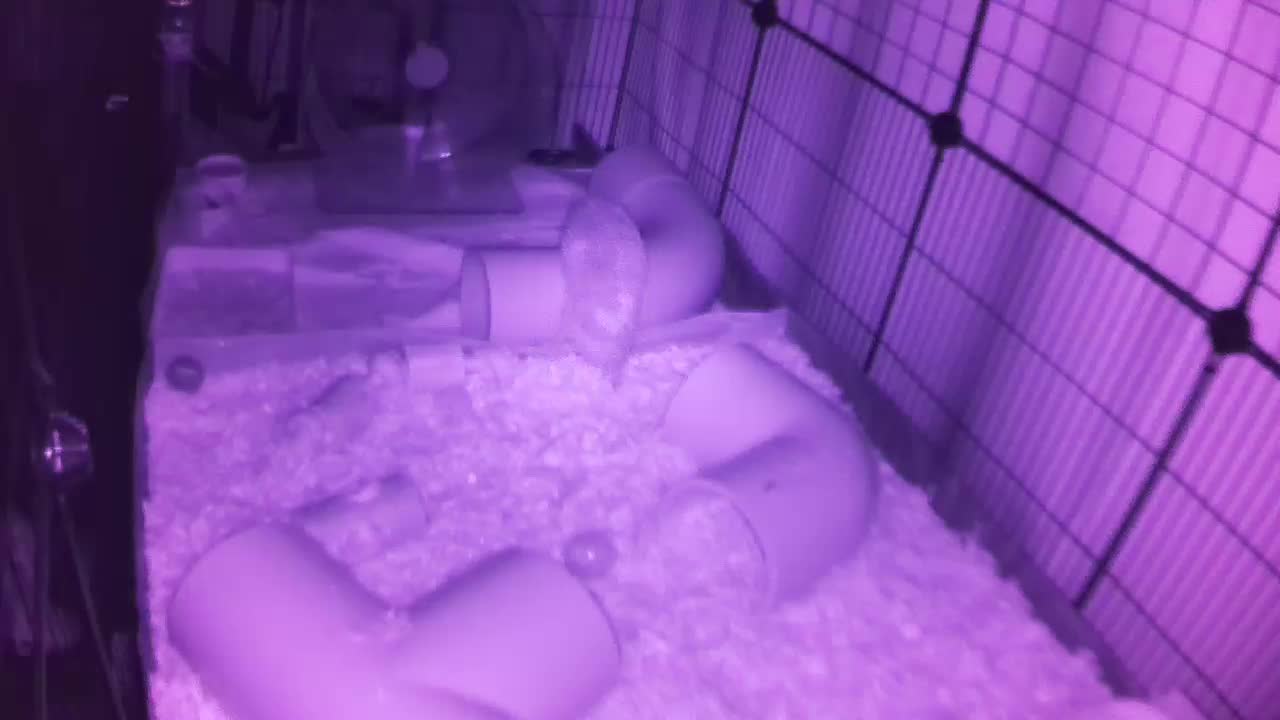 Hedgehog 20250914033321