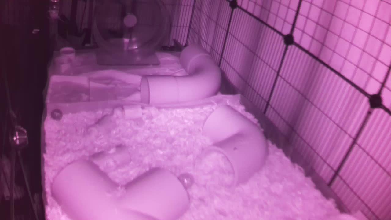 Hedgehog 20250914045110