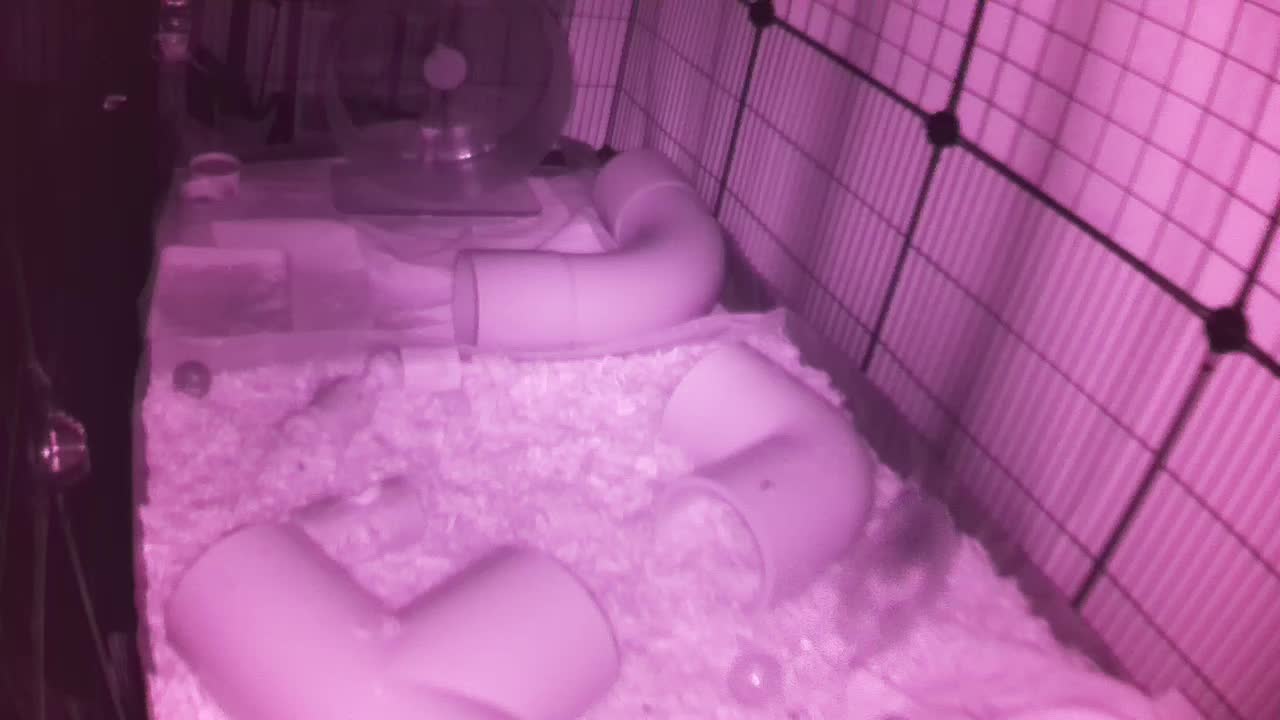 Hedgehog 20250914221604