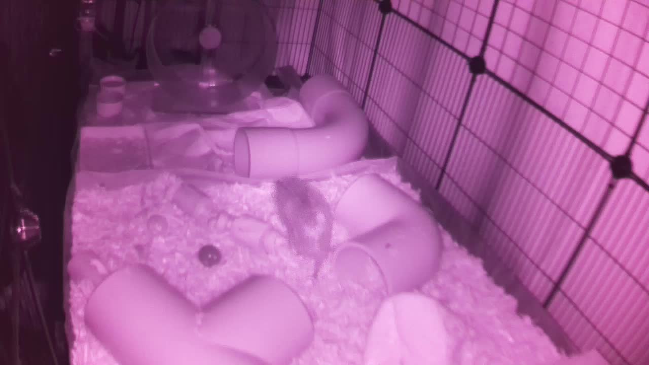 Hedgehog 20250916030515